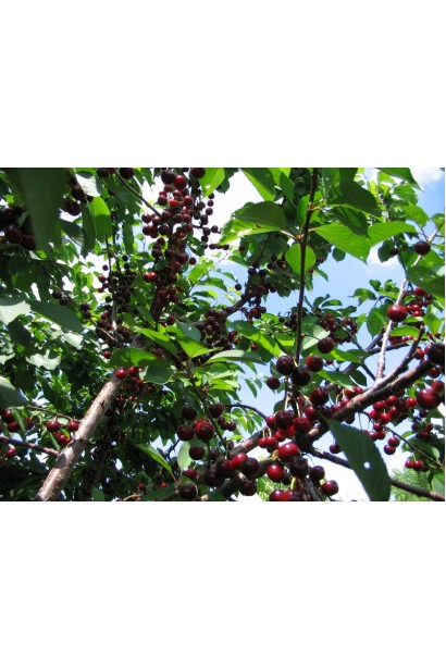 Prunus cerasus Nochka