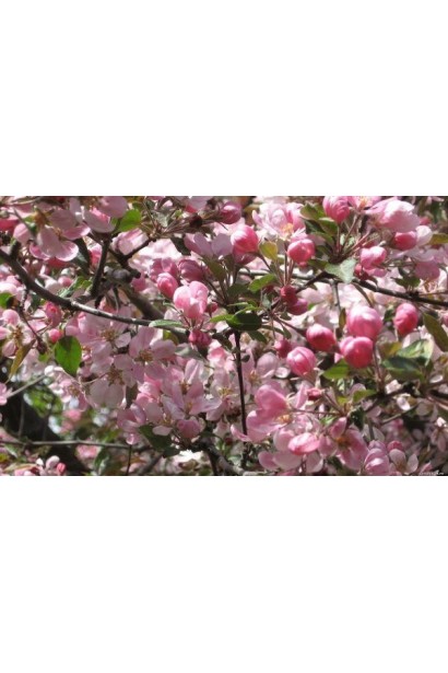 Вишня домашня Ночка цвітіння навесні