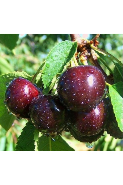 Вишня середня Ночка великі ягоди темно-червоного кольору