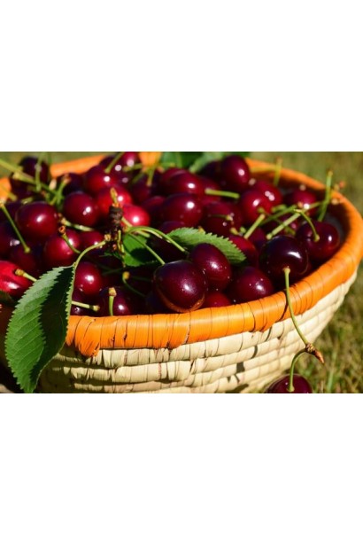 Вишня домашня Ночка (середня) 