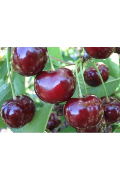 Дюк Ночка плоди