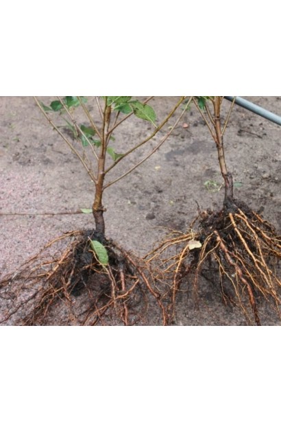 Коренева система саджанця вишні