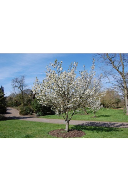 Груша Бере Жиффар дерево в саду