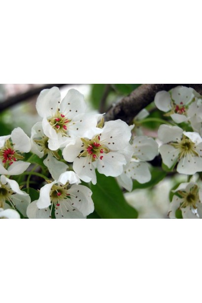 Груша домашняя Бере Жиффар цветения