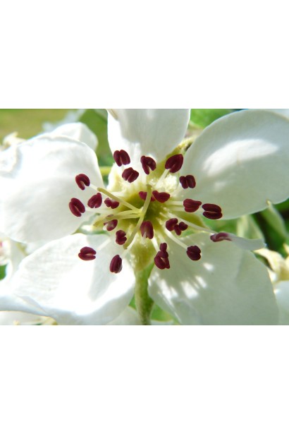 Груша Бере Жиффар белый цветок