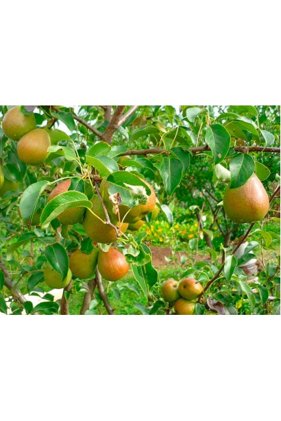 Груша обыкновенная Bere Zhyffar