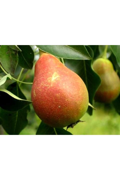 Груша Бере Жиффар плоды с румянцем