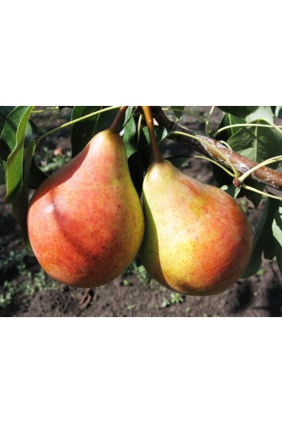 Груша летняя Бере Жиффар