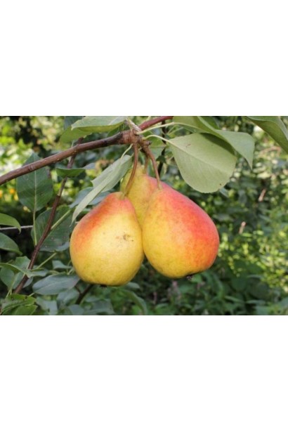 Груша домашняя Бере Жиффар 
