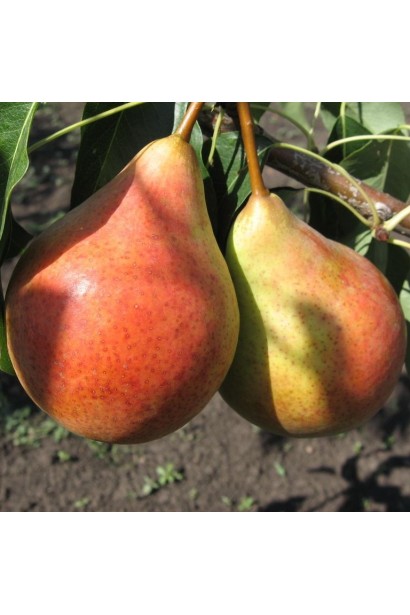 Груша ранняя Бере Жиффар