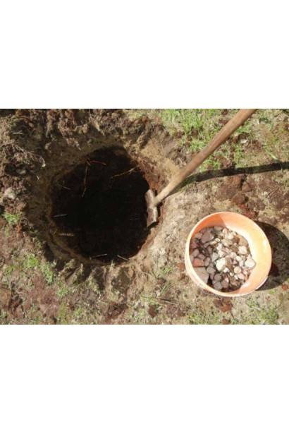 Посадочная яма для саженца груши