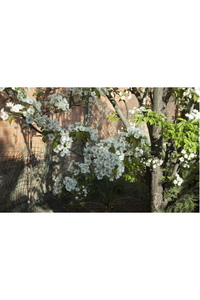 Груша звичайна Кюре в садку