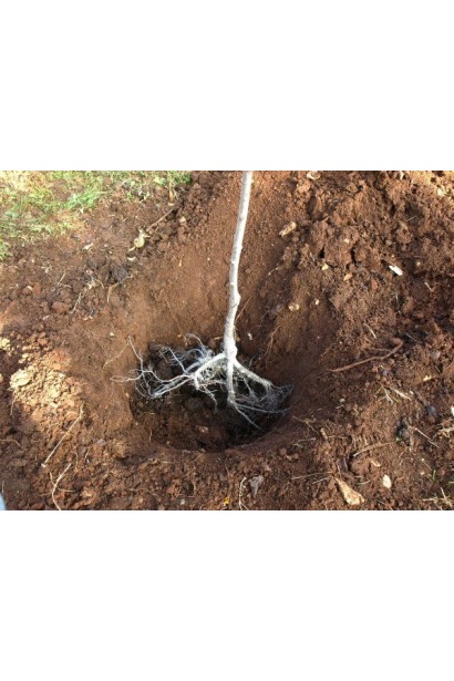 Груша  Кюре посадка з голим коренем