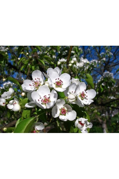 Груша звичайна Кюре цвітіння