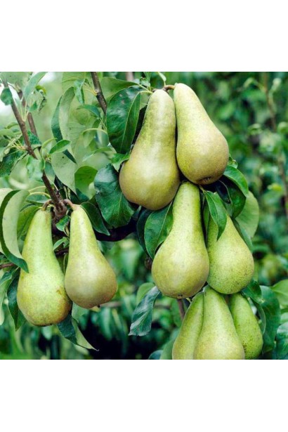 Груша Зимова Велика