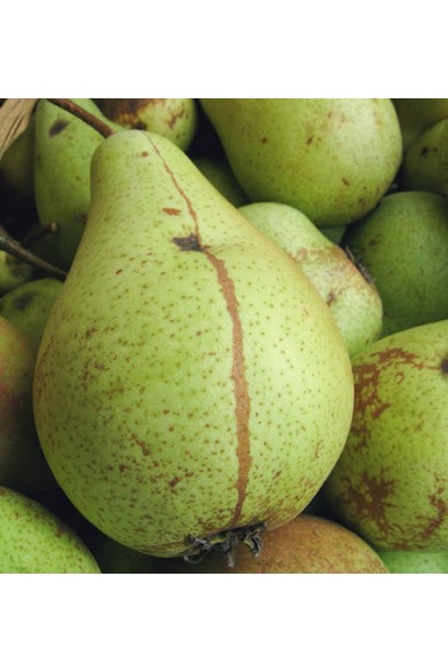 Груша Кюре великі плоди