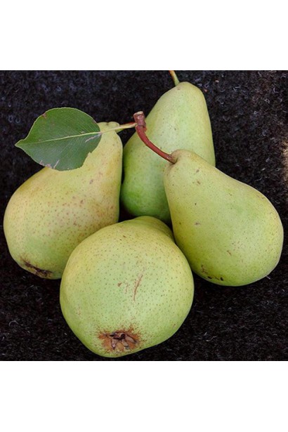 Груша Кюре зимова