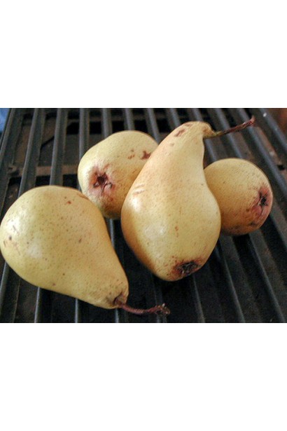 Груша звичайна Кюре 