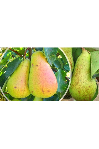 Груша Плебановка