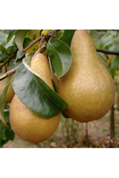 Груша домашня Кюре 