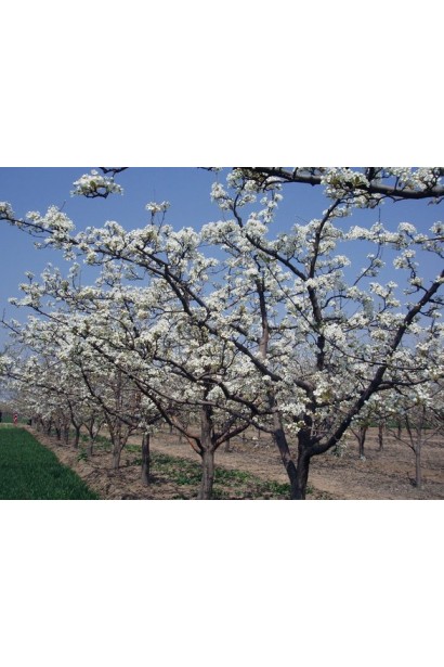 Груша домашняя Золотоворотские деревья в саду