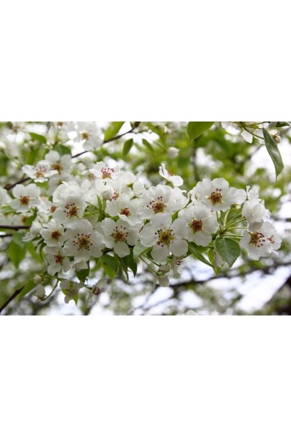 Груша Золотоворотская цветение