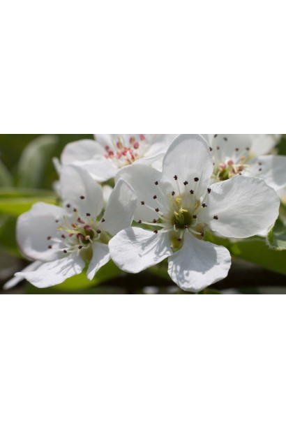 Груша обыкновенная Золотоворотская белые цветы