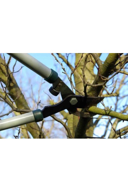 Обрезка дерева груши