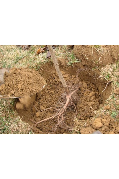 Груша Золотоворотская посадка саженца с голым корнем