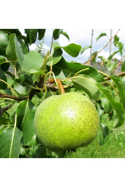 Груша Золотоворотская округлые плоды