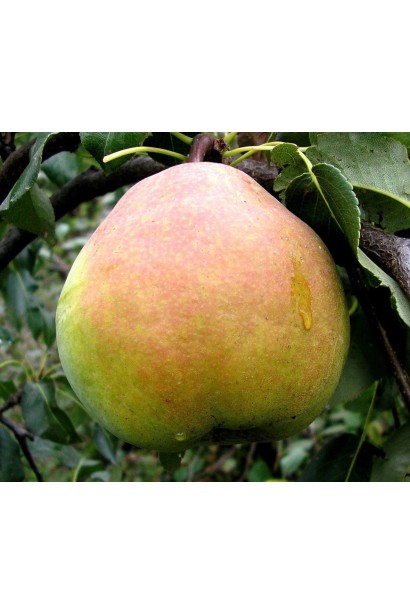 Груша обыкновенная Золотоворотская 
