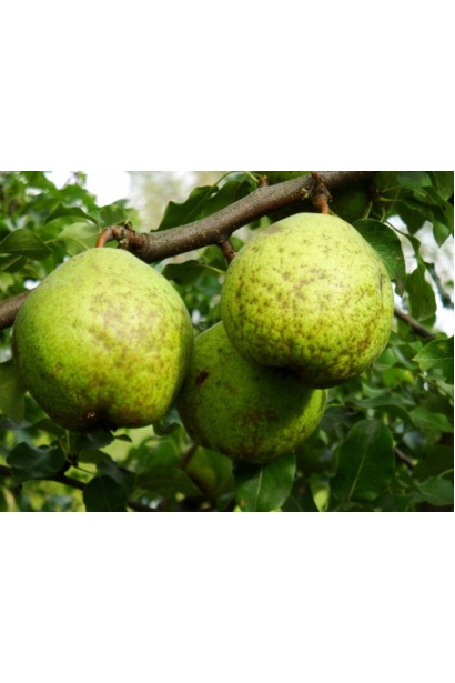 Pyrus communis Zolotovorotska