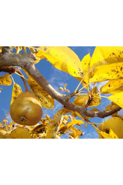 Груша Золотоворотская зимняя