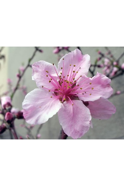 Персик домашний Донецкий белый (средний) 