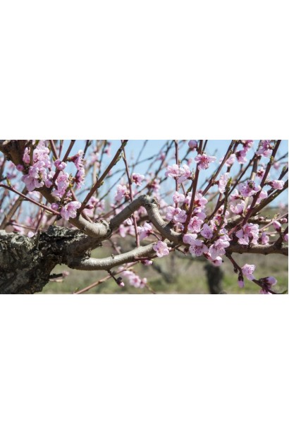 Персик Донецкий белый среднего срока созревания