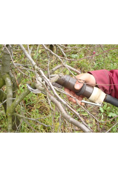 Персик домашний Донецкий белый (средний) 