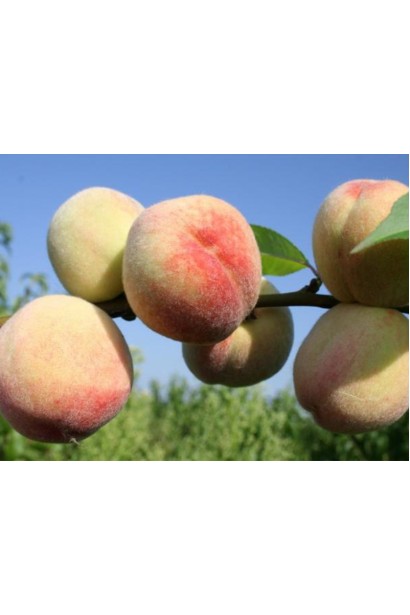 Белый персик Донецкий — сочные плоды с нежным ароматом.