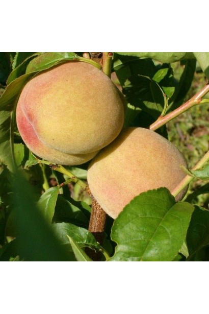 Персик Донецкий белый – круглые плоды с кремово-белой кожицей