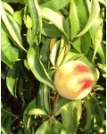 Персик домашній Донецький білий (середній) | Персик домашний Донецкий белый (средний) | Prunus persica Donets`kyy bilyy
