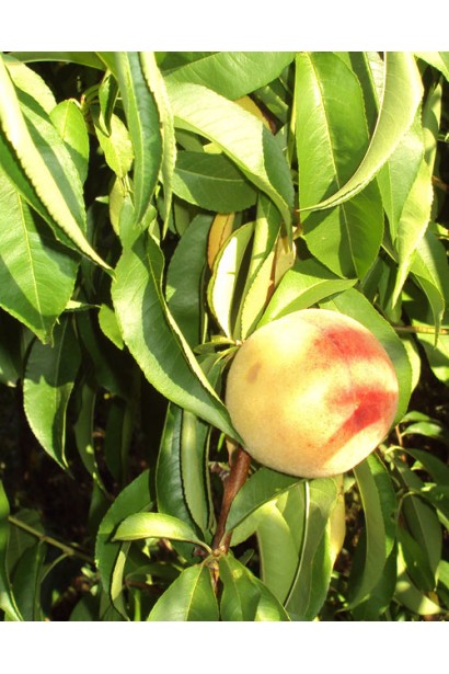 Средний персик Донецкий белый – вкусные плоды с легкой кислинкой