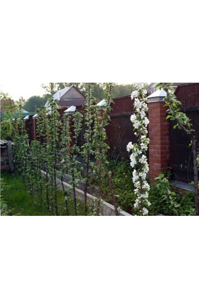 Груша колоновидна Медова в ландшафті