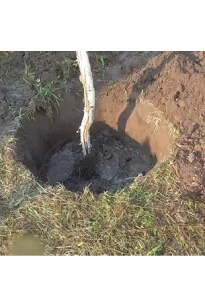 Груша колоновидна Медова посадка дерева