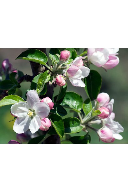 Груша осіння Медова біло-рожеві квіти