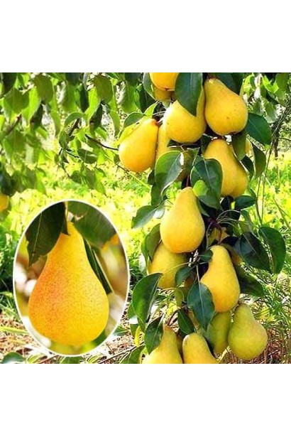 Pyrus columnar Medova