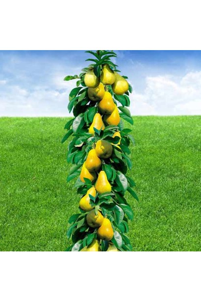 Груша карликова Медова 