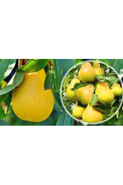 Груша кримська Медова