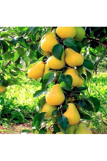 Груша колоновидна Медова 