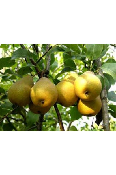 Груша Медова плоди