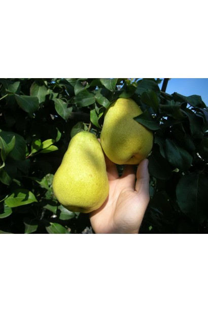 Груша осіння Медова плоди