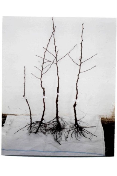 Груша осіння Медова саджанці